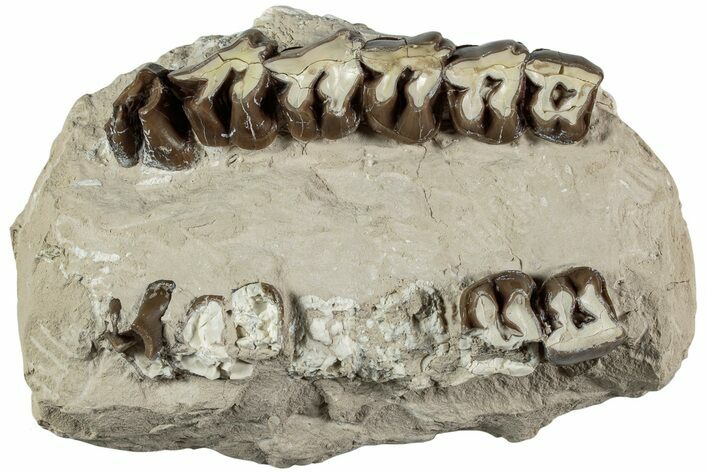 Fossil Running Rhino (Hyracodon) Upper Jaws - South Dakota #232225